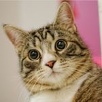 유머냥 - Instagram Profile Picture of 유머냥 (@humor_nyang) on Instagram