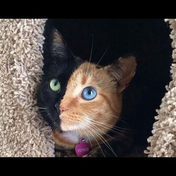 Profile Picture of Kate Ferreria (@cricket168) on Poshmark