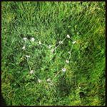 Profile Picture of Amanda Lyttle (@mandalyttle) on Instagram