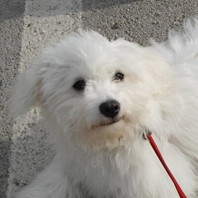 Profile Picture of Alexander Tonelli (@AlexRogTonelli) on Twitter