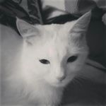 Profile Picture of adam kosicki (@adamkosicki8) on Instagram