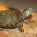 Profile Picture of Bart Turtle (@Bart-Turtle) on Facebook