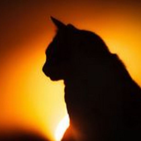 Profile Picture of Sunrise Cat (@sunrisecat) on Poshmark