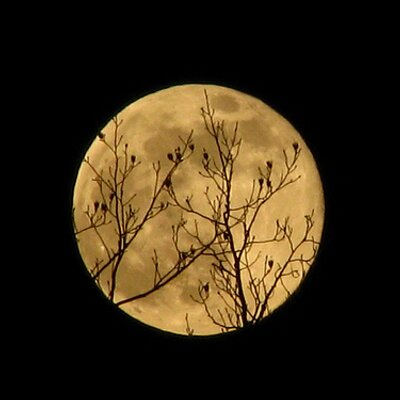 Profile Picture of Randy Bowser (@Bajaloween) on Twitter