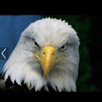 Profile Picture of Peter Bosworth (@baldeagleboz) on Instagram