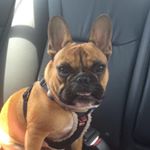 Profile Picture of Frank Hutton (@fphutton) on Instagram