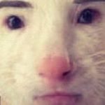 Profile Picture of Benjamin Cat (@impracticaljesters) on Instagram