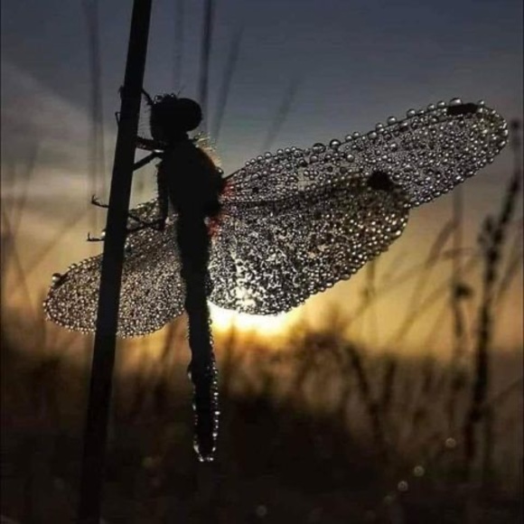 Profile Picture of Paula Hargrove (@plhargrove) on Poshmark