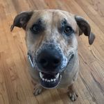 Profile Picture of Sir Theodore Schmidt (@sir_theo_the_pup) on Instagram