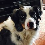 Profile Picture of Channing Mitchell (@channings_dogspluscat) on Instagram