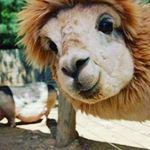 Profile Picture of Артем Андреев (@_tema362) on Instagram