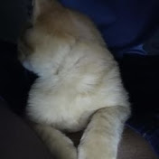 Profile Picture of Shawntel Williams (@shawntelwilliams303) on Youtube