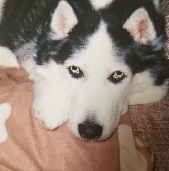 Profile Picture of Darlene Menchefsky (@keeko92) on Poshmark