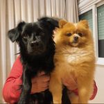Profile Picture of Bolinha & Floyd (@bolinhaefloyd) on Instagram
