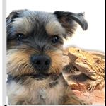 Profile Picture of YorkieBeardiesGerbils (@toby_beardies_gerbals) on Instagram